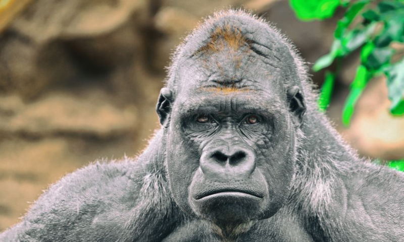 Gorilla